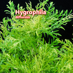 Hygrophila difformis